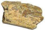 Dinosaur Rib Bone Section - Wyoming #370977-1